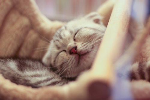 How cute is this smiling kitty?
Source: Flickr user glennsajan
How cute is this smiling kitty?
Source: Flickr user glennsajan