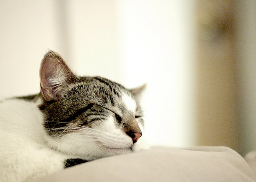 Another happy cat.
Source: Flickr user angeloangelo
Another happy cat.
Source: Flickr user angeloangelo