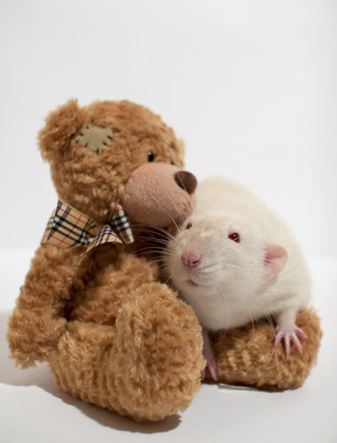 This rat loves his friend.
Source: Flickr user AlexK100
This rat loves his friend.
Source: Flickr user AlexK100