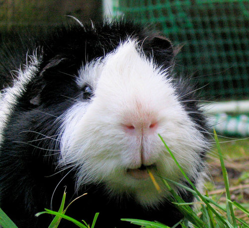 This guinea pig is all smiles.
Source: Flickr user Jan Tik
This guinea pig is all smiles.
Source: Flickr user Jan Tik