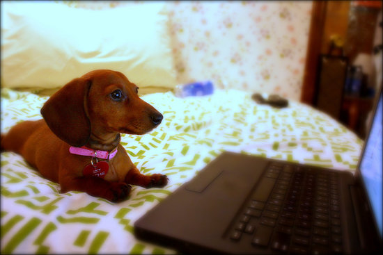 Set Up Your Own Puppy Cam in 6 Easy Steps Set Up Your Own Puppy Cam in 6 Easy Steps