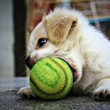 How to Set Up a Puppy Cam How to Set Up a Puppy Cam