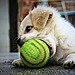 Set Up Your Own Puppy Cam in 6 Steps