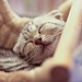 Adorable Smiling Pets