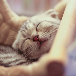 Adorable Smiling Pets