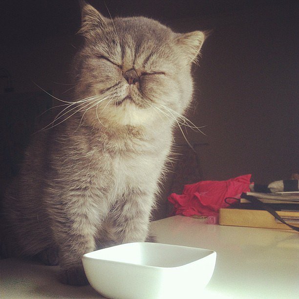 Mushie is one half of Mushie Loves Sookie, but on this Instagram account, you'll get to spy both kitties in their daily lives.
Source: Instagram user mushielovessookie
Mushie is one half of Mushie Loves Sookie, but on this Instagram account, you'll get to spy both kitties in their daily lives.
Source: Instagram user mushielovessookie