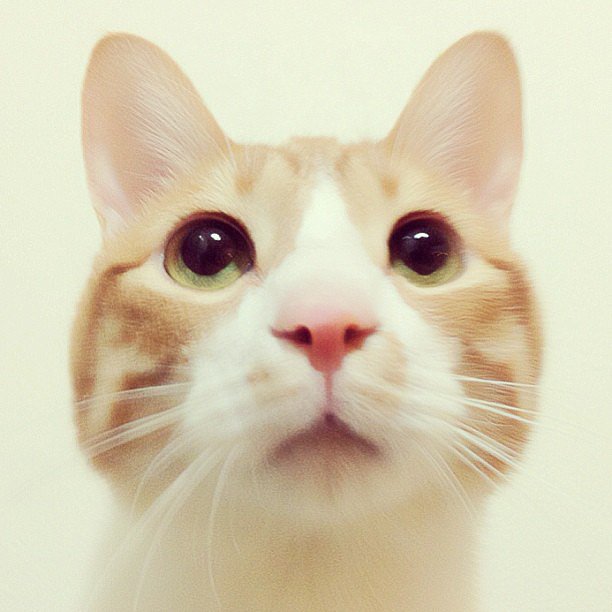 This Instagram account is full of minimalist-style pictures in a color palette that honors its favorite subject: Wheat the cat.
Source: Instagram user tomochunba
This Instagram account is full of minimalist-style pictures in a color palette that honors its favorite subject: Wheat the cat.
Source: Instagram user tomochunba