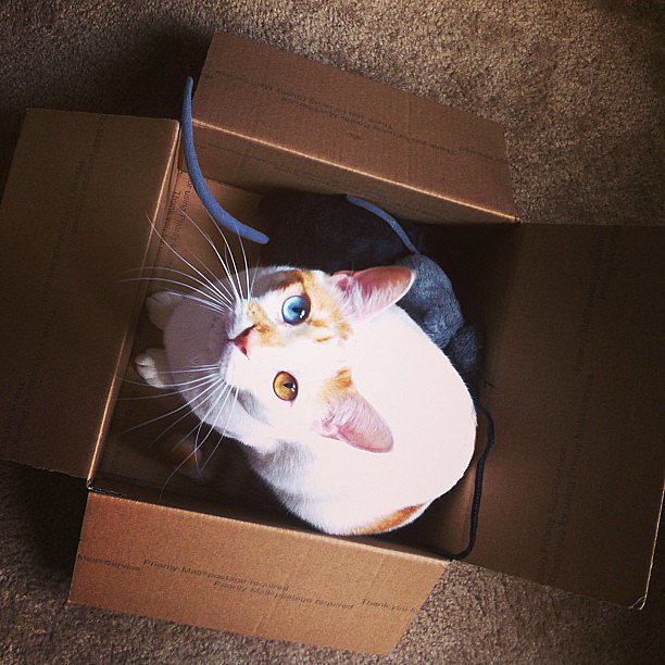 This is Richard. He takes the prize for most unique (and beautiful) eyes on Instagram.
Source: Instagram user richard_kitty
This is Richard. He takes the prize for most unique (and beautiful) eyes on Instagram.
Source: Instagram user richard_kitty