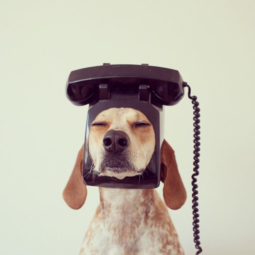 Cute Animals on Instagram