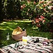 Plan a Picnic