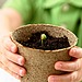 Flowers to Plant at Home