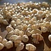 Craft With Seashells