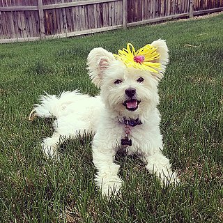 Pet of the Week: Rescue Pup