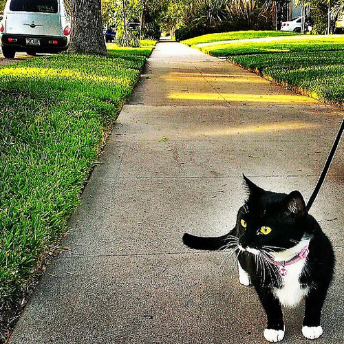 I Saw a Bird! I Saw a Bird!