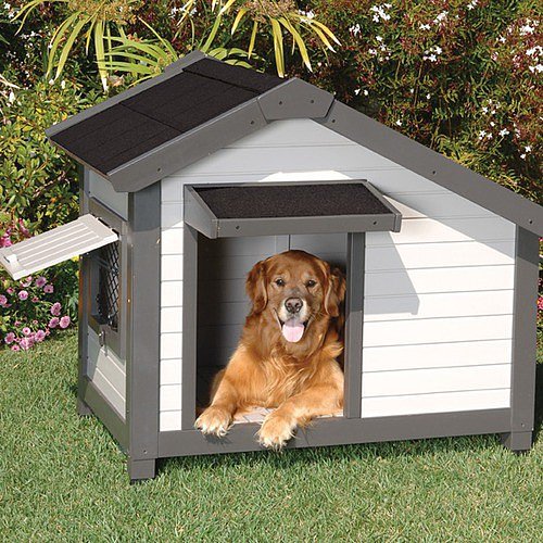 Doghouse Doghouse