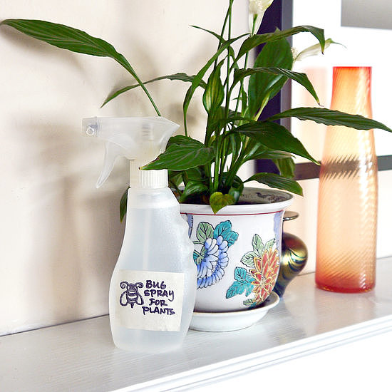 Natural Plant Spray Natural Plant Spray
