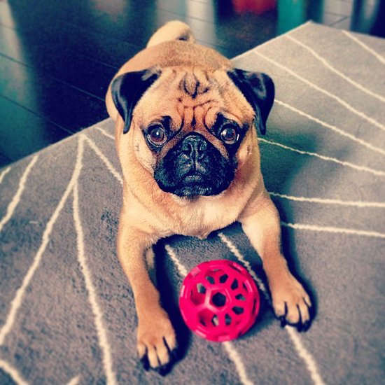 Why so sad, Charlie? Is it because you've been bitten by the wanderlust bug and you just can't shake it? We feel your pain.
Source: Instagram user wanderlustpug
Why so sad, Charlie? Is it because you've been bitten by the wanderlust bug and you just can't shake it? We feel your pain.
Source: Instagram user wanderlustpug