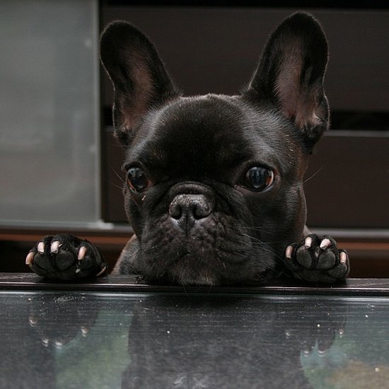 French Bulldog Yoko is a small pup in the Big Apple, and his hobbies include yoga.
Source: Instagram user yo_yoko
French Bulldog Yoko is a small pup in the Big Apple, and his hobbies include yoga.
Source: Instagram user yo_yoko