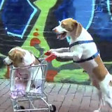 Dogs and a Shopping Cart I Video Dogs and a Shopping Cart I Video
