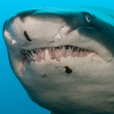 Pictures of Sharks Pictures of Sharks