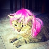 Cat Bad Hair Days Cat Bad Hair Days