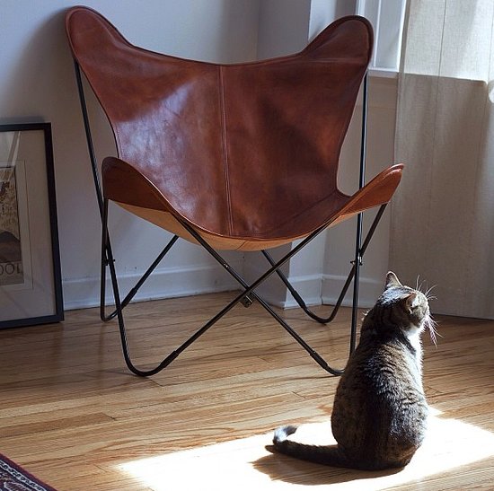 A leather butterfly chair is a far cry from the canvas ones found in many a dorm room. This cat agrees!
Source: Instagram user la_maude
A leather butterfly chair is a far cry from the canvas ones found in many a dorm room. This cat agrees!
Source: Instagram user la_maude