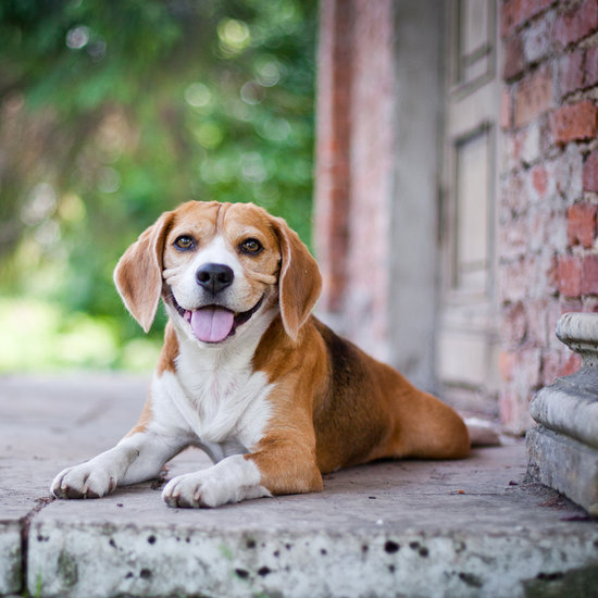 Facts About Beagles Facts About Beagles