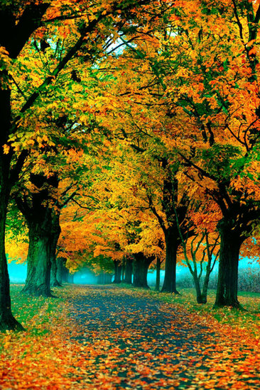Changing Leaves Changing Leaves
