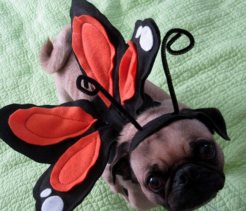 Butterfly Butterfly