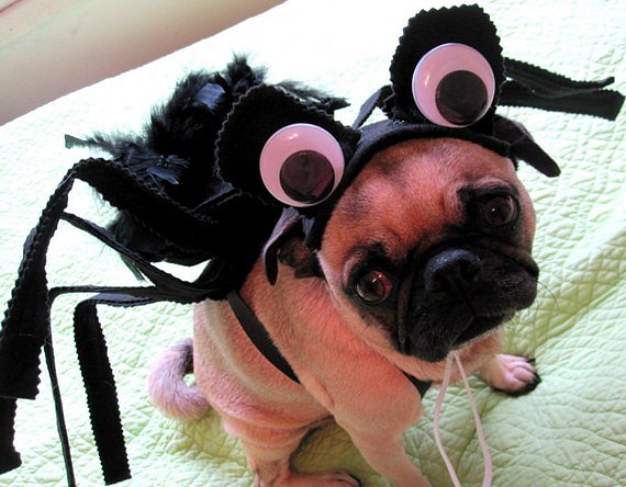 Spider Spider