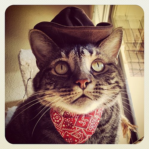 Where's My Horse? Where's My Horse?