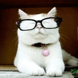 Silly Cat GIFs Silly Cat GIFs