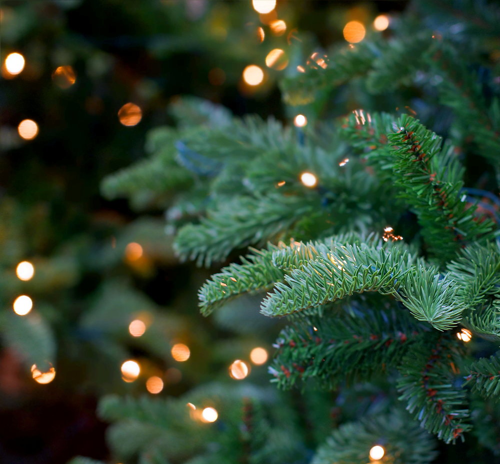 Get $5 Christmas Trees Get $5 Christmas Trees
