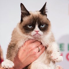 Have Your Cat at Your Fingertips (Meow) Have Your Cat at Your Fingertips (Meow)