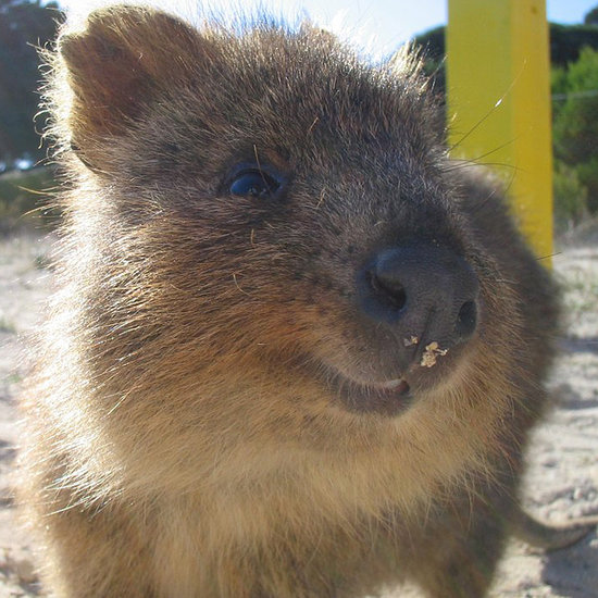 Ridiculously Cute Animal of the Day: Quokkas! Ridiculously Cute Animal of the Day: Quokkas!