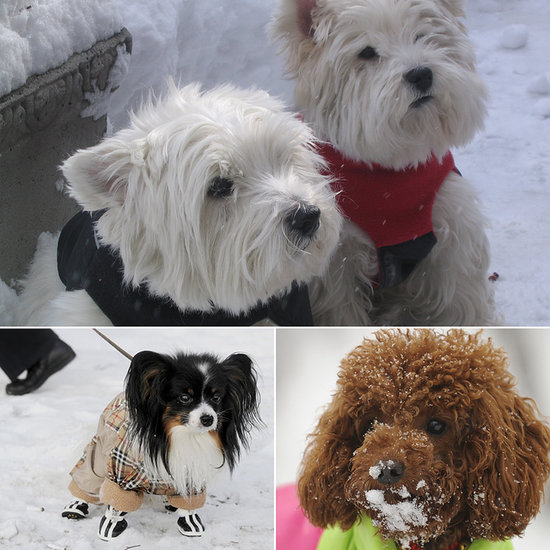 Bundle Up! 8 Dogs Wearing Puffy Coats Bundle Up! 8 Dogs Wearing Puffy Coats