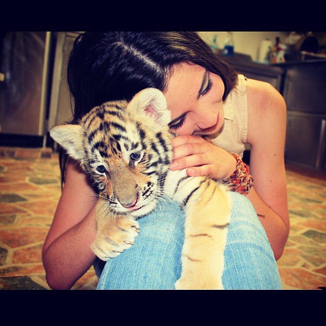 Cuddle a Baby Tiger Cuddle a Baby Tiger