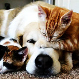 Dog and Cat GIFs Dog and Cat GIFs