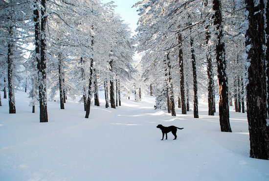 A dog stood in the snow-covered streets on Cyprus, an island in the Mediterranean. A dog stood in the snow-covered streets on Cyprus, an island in the Mediterranean.