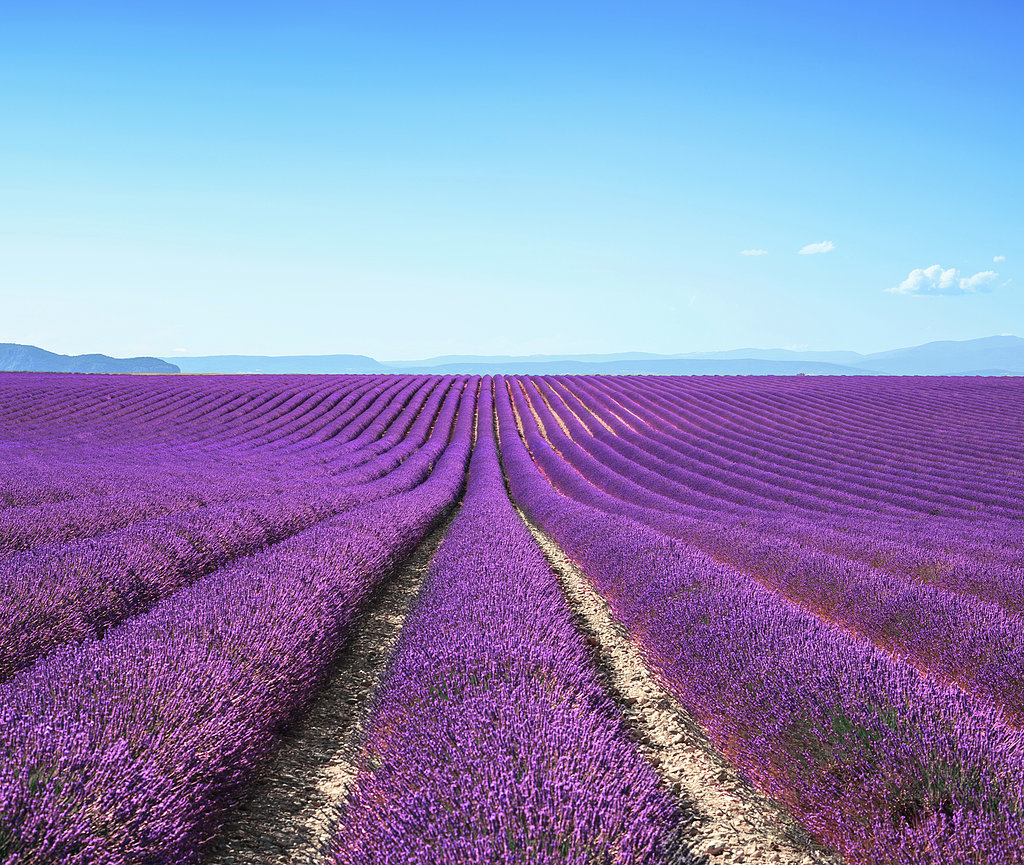 Go Lavender Picking Go Lavender Picking
