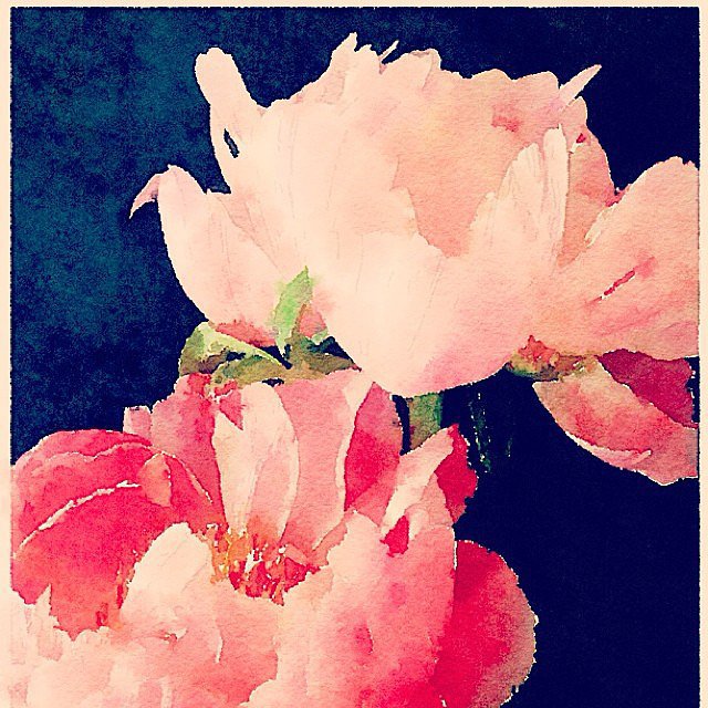 A Favorite Flower A Favorite Flower
