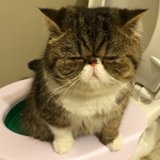 Litter Kwitter Cat Toilet-Training Tool Tips Litter Kwitter Cat Toilet-Training Tool Tips
