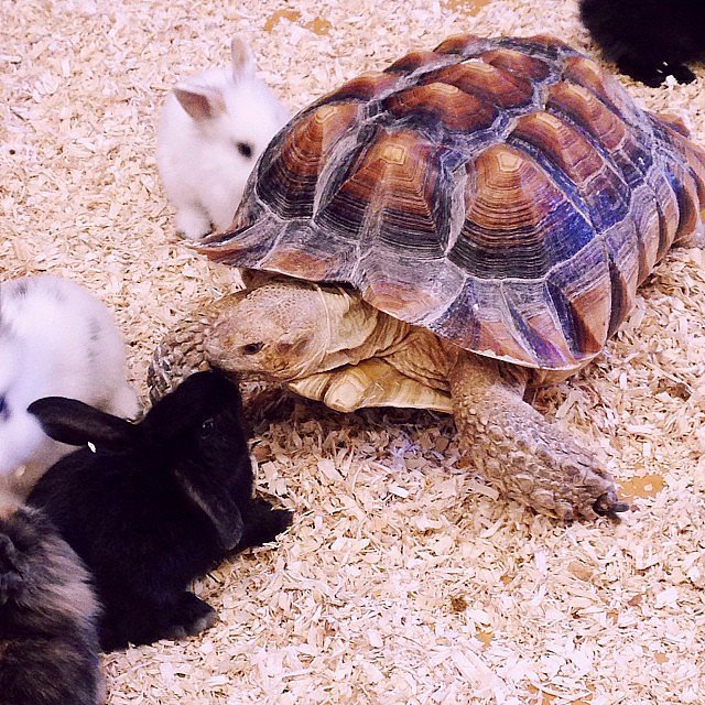 Hen and the Tortoise Hen and the Tortoise