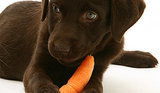 Best Treats for Dogs Best Treats for Dogs