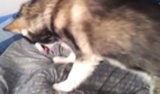 Dog Delivers Hilarious Wake-Up Call Dog Delivers Hilarious Wake-Up Call