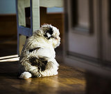 7 Signs You Should NOT Own a Dog 7 Signs You Should NOT Own a Dog