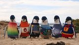 Penguins Rescued From Oil Spills in Need of Knitted Sweaters Penguins Rescued From Oil Spills in Need of Knitted Sweaters