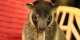 Tree Kangaroo Joeys Play In Their Caretaker's House, Climb Furniture And Even Eat Spaghetti Tree Kangaroo Joeys Play In Their Caretaker's House, Climb Furniture And Even Eat Spaghetti