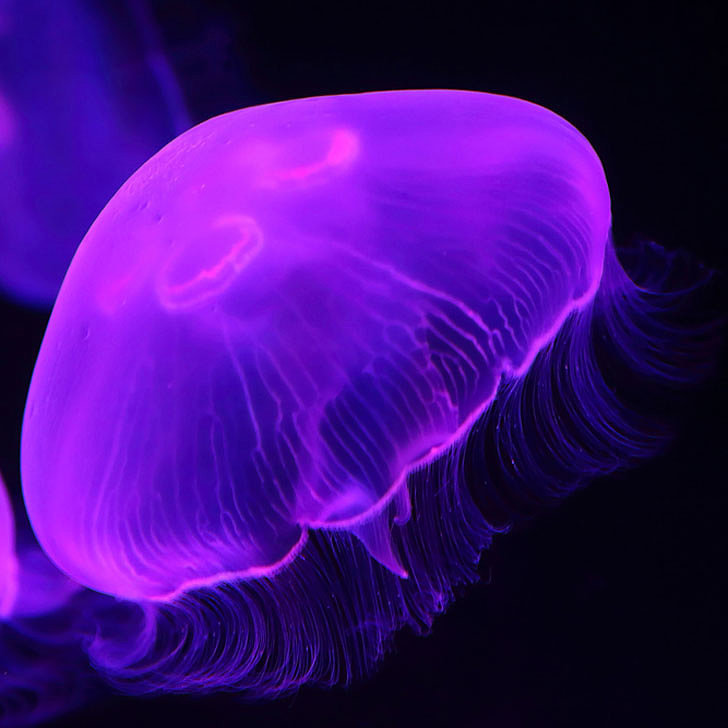 Anti-Ageing Face Cream Made From Immortal Jellyfish Anti-Ageing Face Cream Made From Immortal Jellyfish