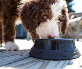 Best Pet Food for Puppies Best Pet Food for Puppies